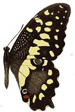 Thumbnail for Papilio erithonioides