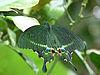 Papilio paris by kadavoor.JPG