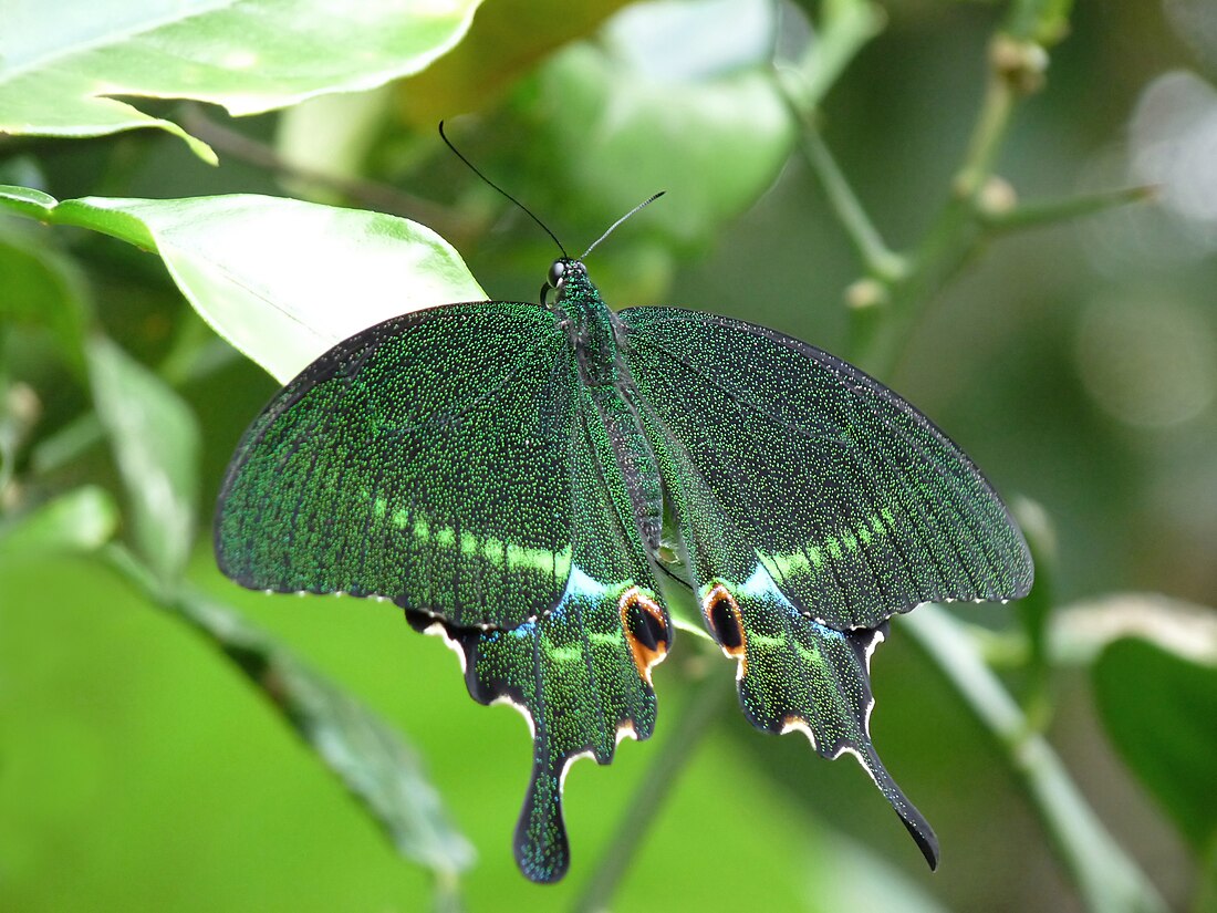 Papilio paris