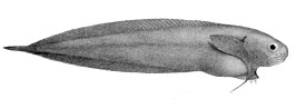 Careproctus micropus