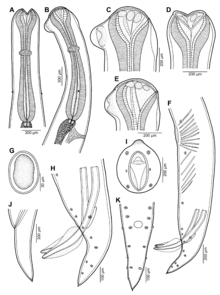 Parasite160062-fig2 - Nematode parasites of four species of Carangoides - Cucullanus bulbosus (drawings).png
