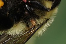 Acarien du genre Parasitellus sur Bombus bimaculatus.