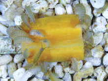 Parhyale hawaiensis - kattalar - carrot.png tilimida ovqatlanadilar