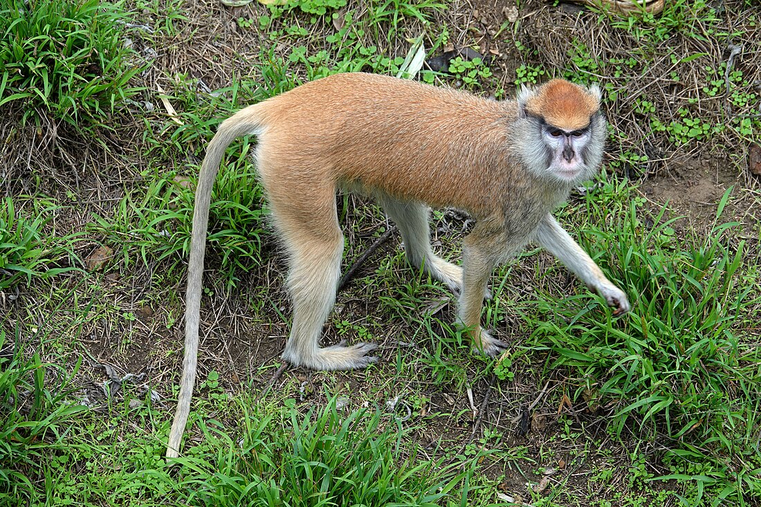 Common patas monkey