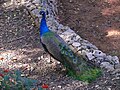 * Nomination Indian Peacock. --MathKnight 17:48, 21 December 2009 (UTC) * Decline  Oppose Very nice bird, but too noised photo (ISO 400 result) --George Chernilevsky 07:19, 22 December 2009 (UTC)