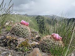 Pediocactus nigrispinus