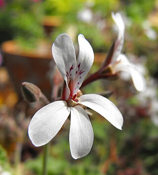 <i>Pelargonium <span style="font-style:normal;">×</span> fragrans</i> Species of flowering plant