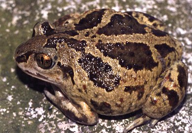 A barna pelobátok (Pelobates Fuscus).