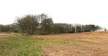 Pennekuhle Wald mit Hohlweg