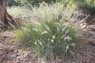 <i>Pennisetum orientale</i> Species of grass