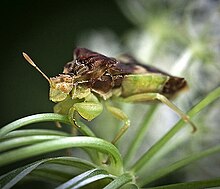 Pennsylvania jagged ambush bug (Phymata pennsylvanica) Pennsylvania jagged ambush bug (Phymata pennsylvanica).jpg