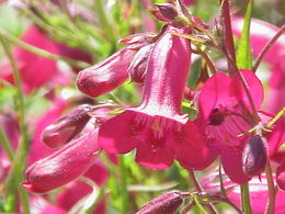 Hibridinis penstemonas (Penstemon hybridus)