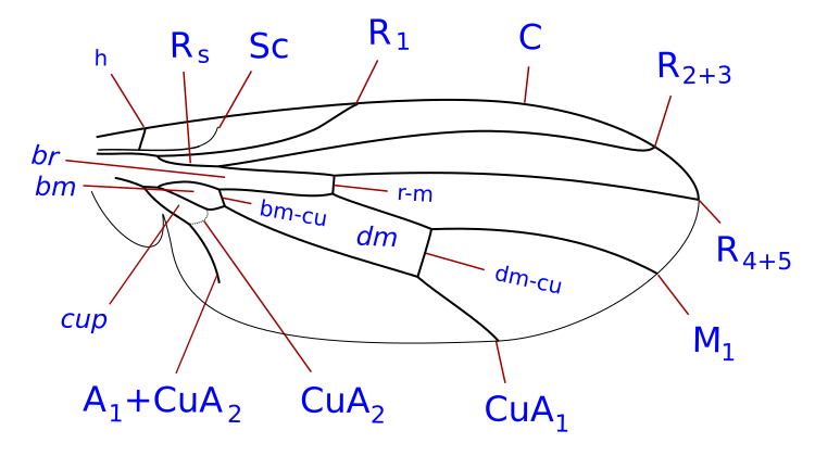 File:Periscelidinae wing veins.svg