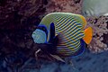 * Nomination Emperor angelfish (Pomacanthus imperator), Red Sea, Egypt --Poco a poco 03:10, 15 August 2023 (UTC) * Promotion  Support Good quality. --Johann Jaritz 03:44, 15 August 2023 (UTC)  Support Good quality. --Tagooty 03:46, 15 August 2023 (UTC)