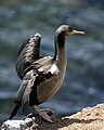 Pettyes kárókatona (Phalacrocorax punctatus)