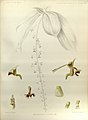 Phalaenopsis difformis (as syn. Ornithochilus fuscus) plate 2682 in: G.King & R.Pantling: The Orchids of the Sikkim-Himalaya Calcutta (1898)