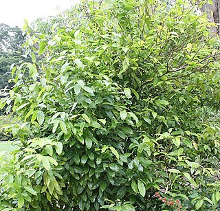 <i>Phaleria perrottetiana</i> Species of flowering plant