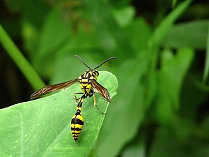 Phimenes flavopictum Yellow and Black Potter Wasp