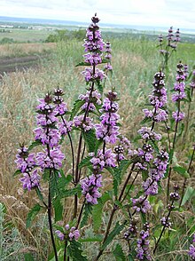 Phlomis tuberosa Gabbus 2.jpg 