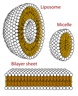 Self-organization of phospholipids: a spherical liposome, a micelle, and a lipid bilayer. Phospholipids aqueous solution structures.svg