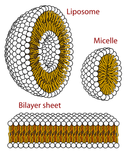 Biological membrane Enclosing or separating membrane in organisms acting as selective semi-permeable barrier