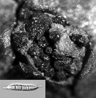 <span class="mw-page-title-main">Melanconidaceae</span> Family of fungi