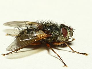 <i>Phryno</i> Genus of flies