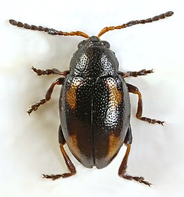 Phyllotreta exclamationis