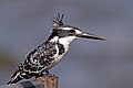 81 Pied kingfisher (Ceryle rudis rudis) female 2 uploaded by Charlesjsharp, nominated by Charlesjsharp