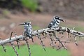 * Nomination Pied kingfishers (Ceryle rudis rudis), Chobe National Park, Botswana --Bgag 01:00, 4 April 2018 (UTC) * Promotion  Support - The one on the right isn't as sharp as the one on the left, but the quality and composition overall are solid, IMO. -- Ikan Kekek 04:41, 4 April 2018 (UTC)