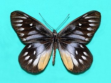 Upperside of Delias pasithoe - mounted specimen Pieridae - Delias pasithoe-001.jpg