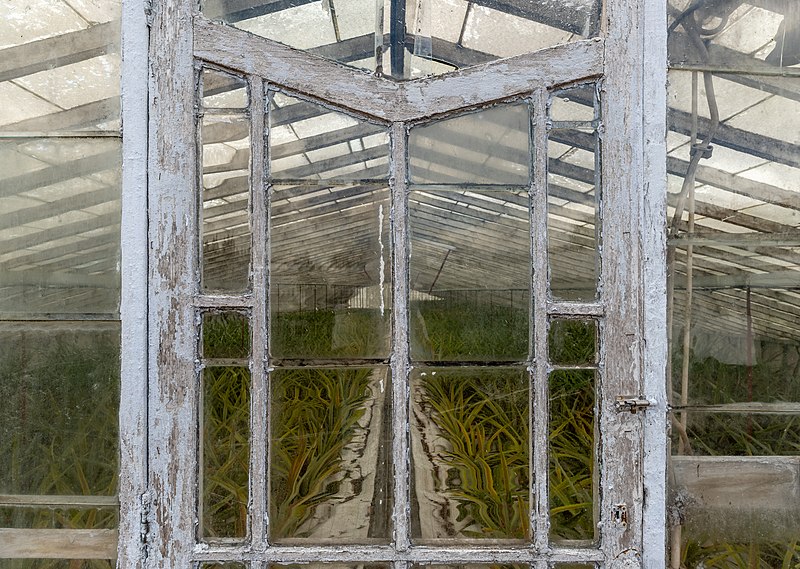 File:Pineapple greenhouse, Ananás Santo António, Ponta Delgada , São Miguel Island, Azores, Portugal (PPL1-Corrected)-2.jpg