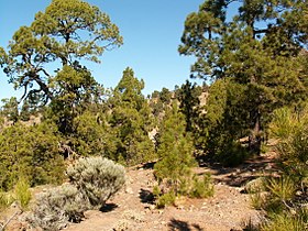 Pinus canariensis PICT3076.jpg