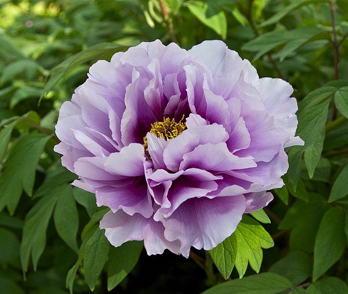 File:Pivoine Japanese peony Jdp.jpg