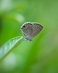 Thumbnail for File:Plains Cupid by Saptarshi Gayen.jpg