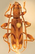 June 8: the beetle Plectromerus roncaevi