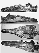 Thumbnail for Plesiopleurodon