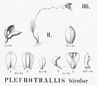 Pleurothallis quadridentata