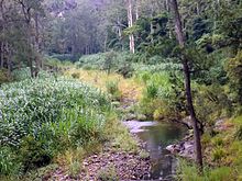 Nerang River in Numinbah Valley, 2016 Pocket Road Crossing south on Nerang River, Numinbah Valley, Queensland.jpg