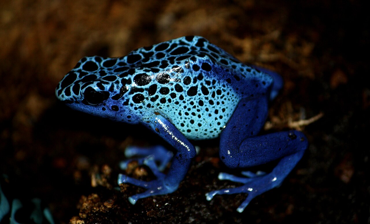 poison frogs facts