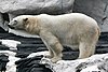 Polar Bear (8793389377).jpg