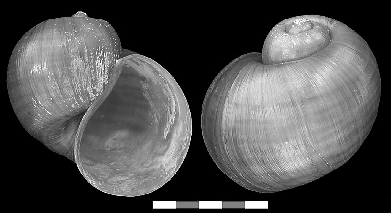 File:Pomacea insularum shell.jpg