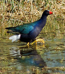 The purple gallinule inhabits well-vegetated wetlands. Porphyrio martinica.jpg