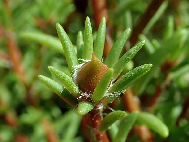 File:Portulaca grandiflora 2019-08-08 3557.jpg