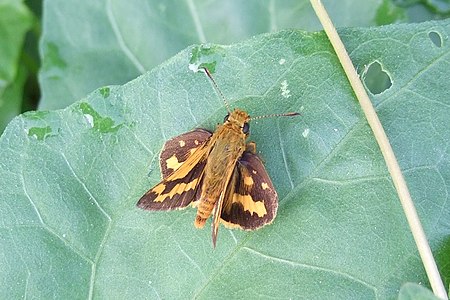 Potanthus confucius