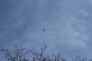 Čeština: Letadlo na obloze nad kobyliskou ulicí U Školské zahrady.