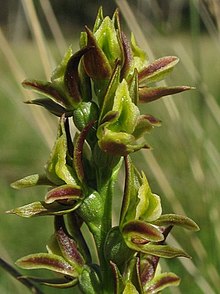 Prasophyllum canaliculatum.jpg