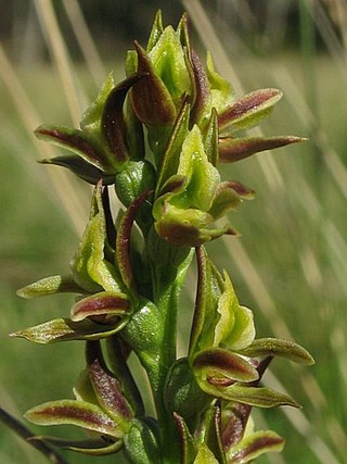 <i>Prasophyllum canaliculatum</i> Species of orchid