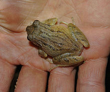 Pristimantis sanctaemartae (12955937145) .jpg