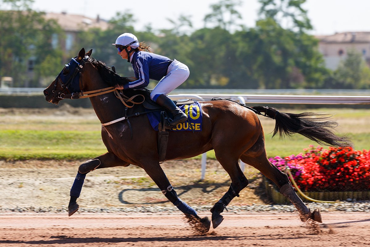 Le Trotteur français : La race 